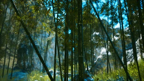 Asian-Bamboo-forest-with-sunlight